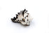 black and white murex seashell